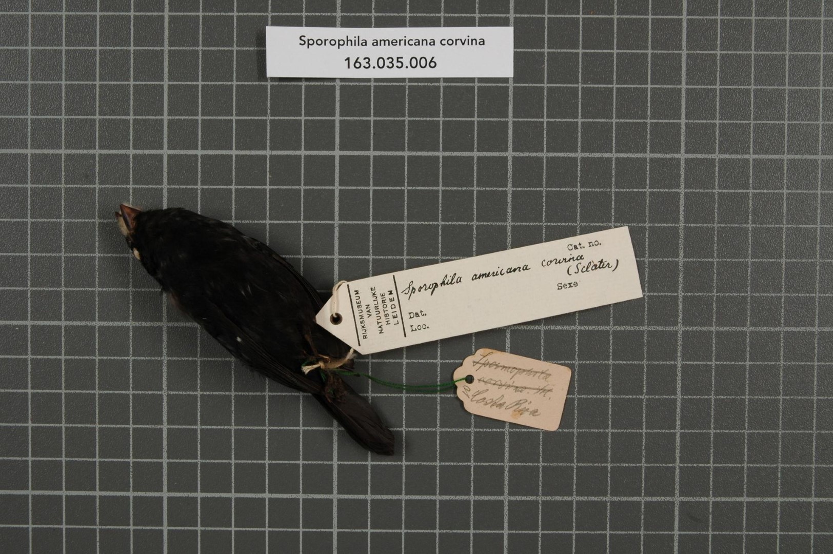 Pearly-bellied Seedeater