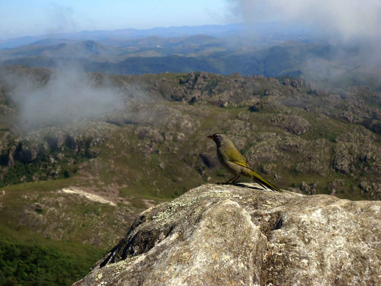 Pearly-vented Tanager