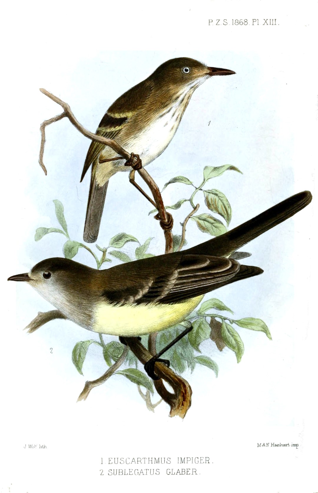 Pearly-vented Tody-Tyrant