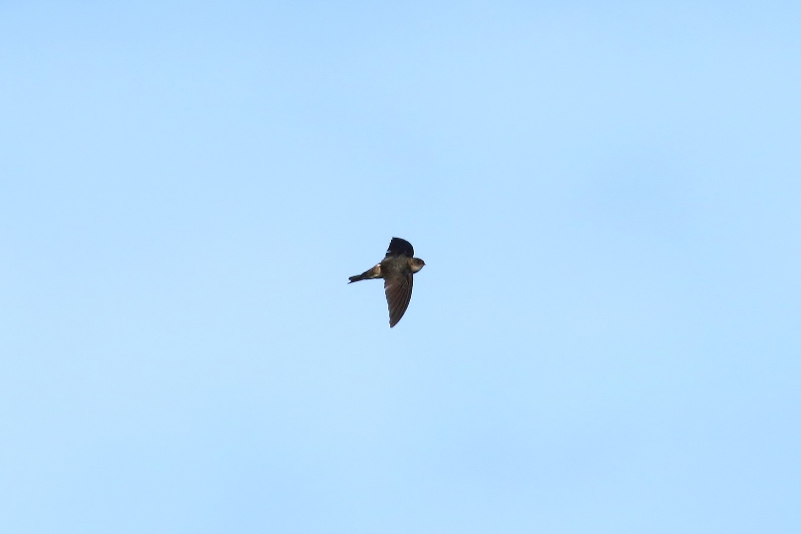 Pelew Swiftlet