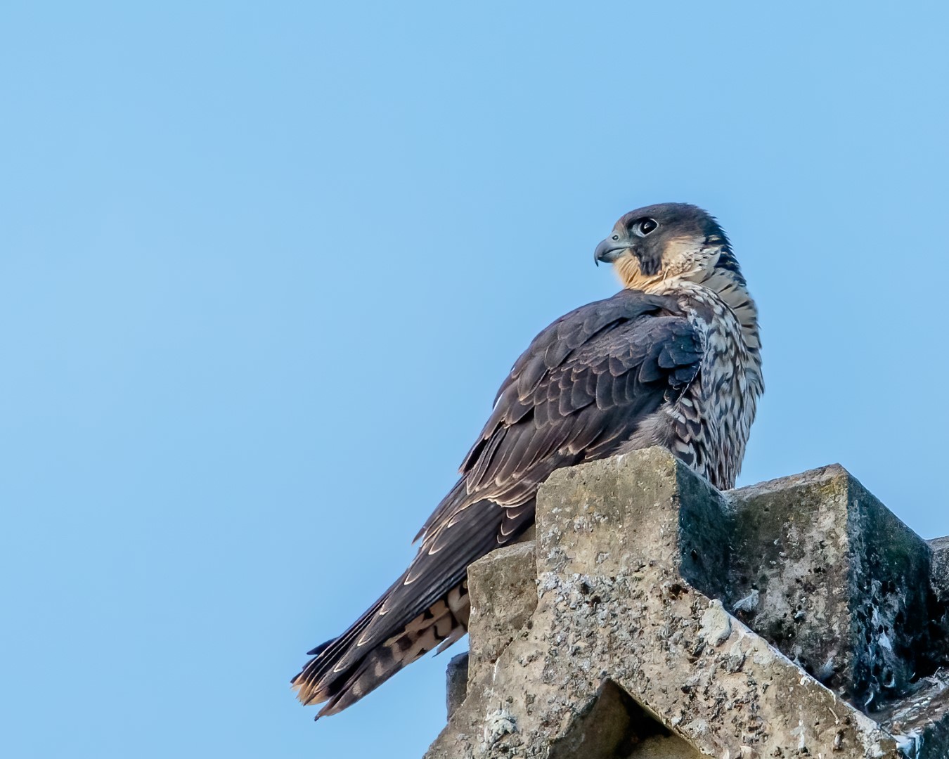 Peregrine Falcon
