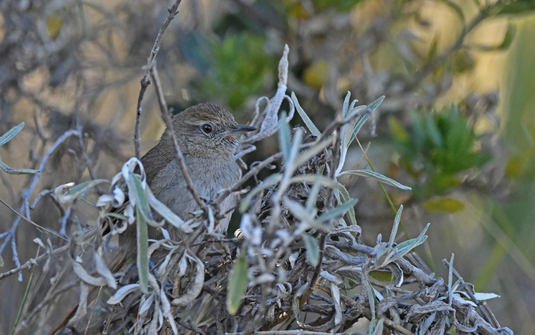 Perija Thistletail