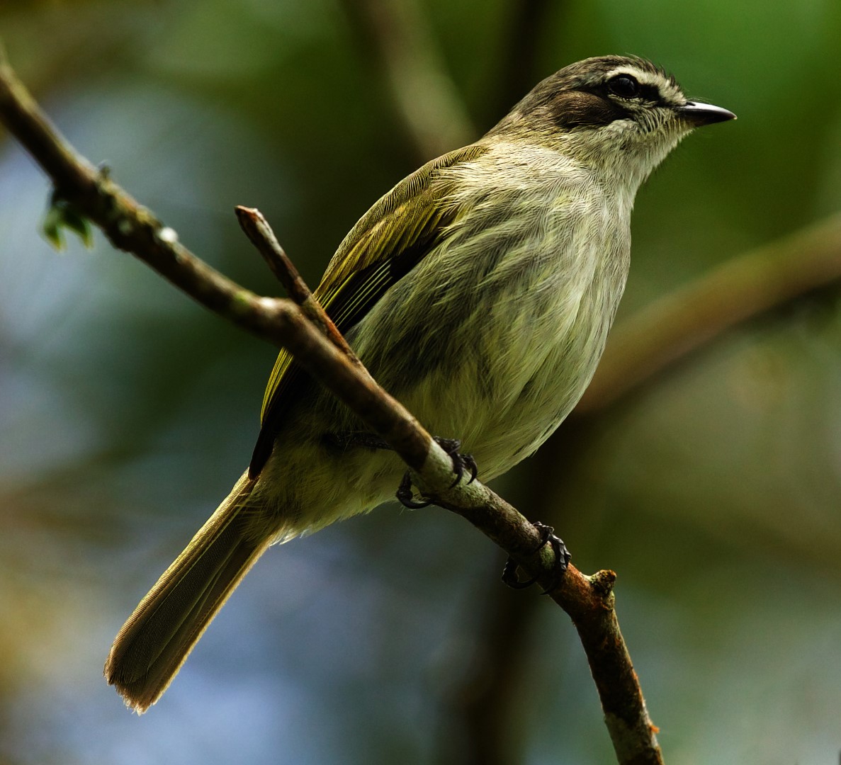 Perija Tyrannulet