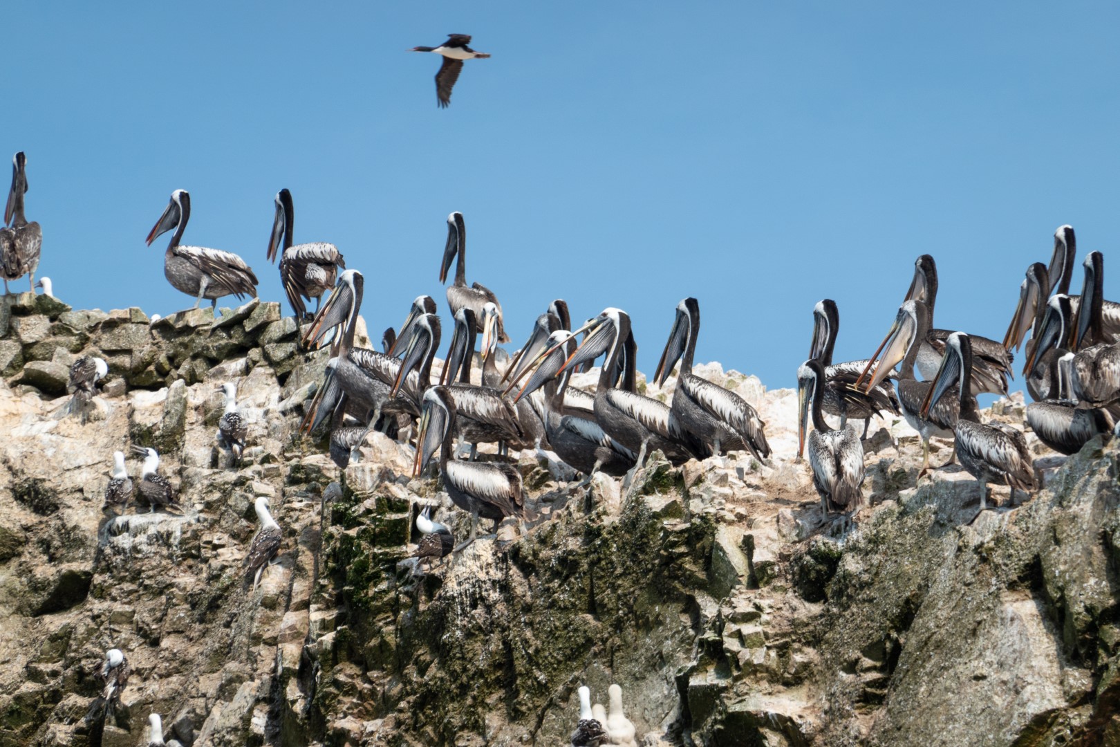 Peruvian booby