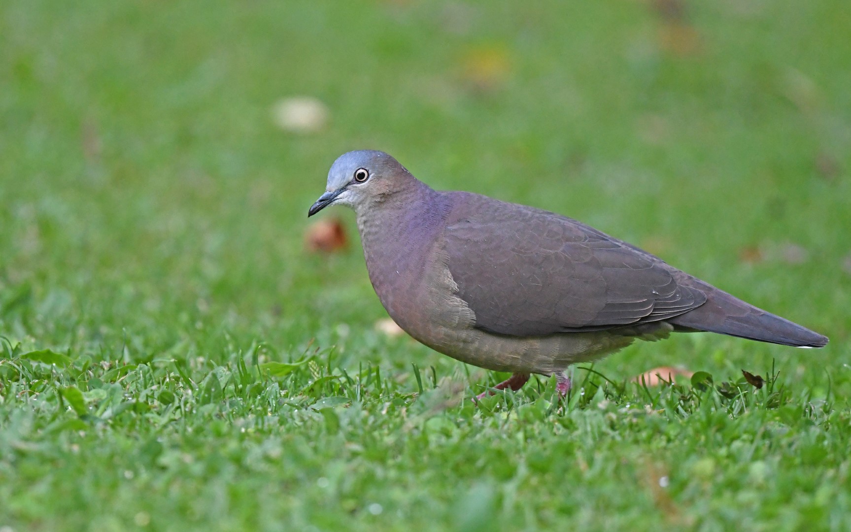 Peruvian Pigeon