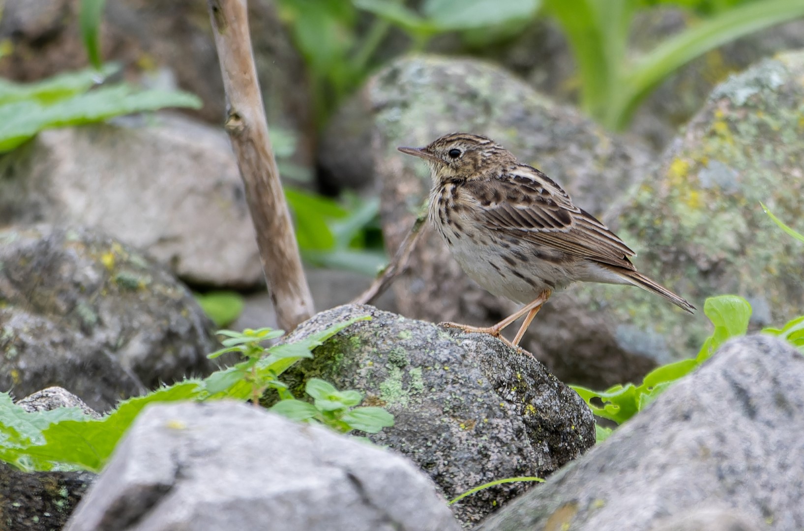 Peruvian Pipit