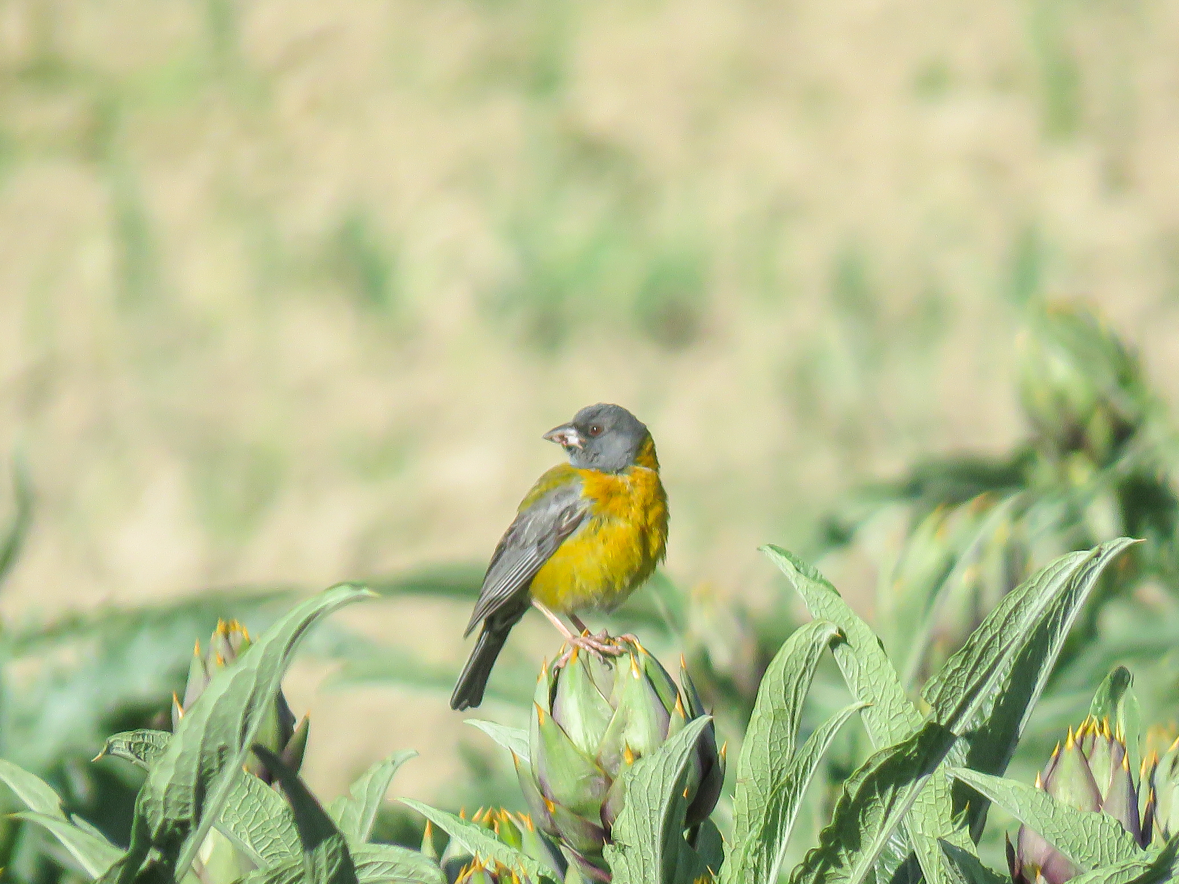 Peruvian Sierra Finch