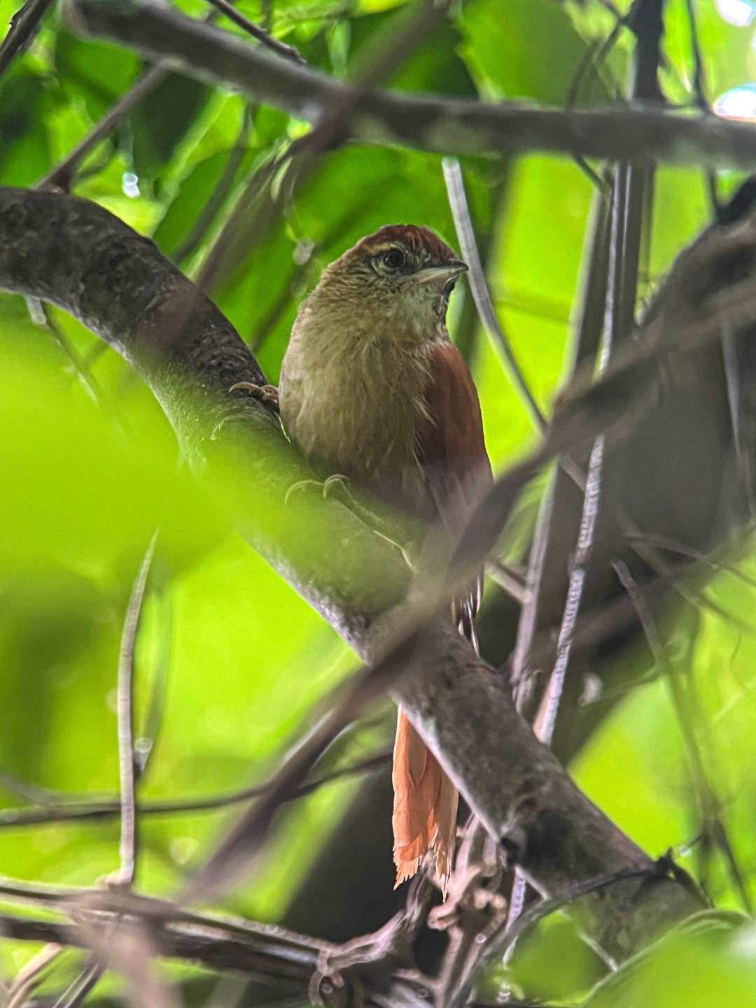 Peruvian Spinetail