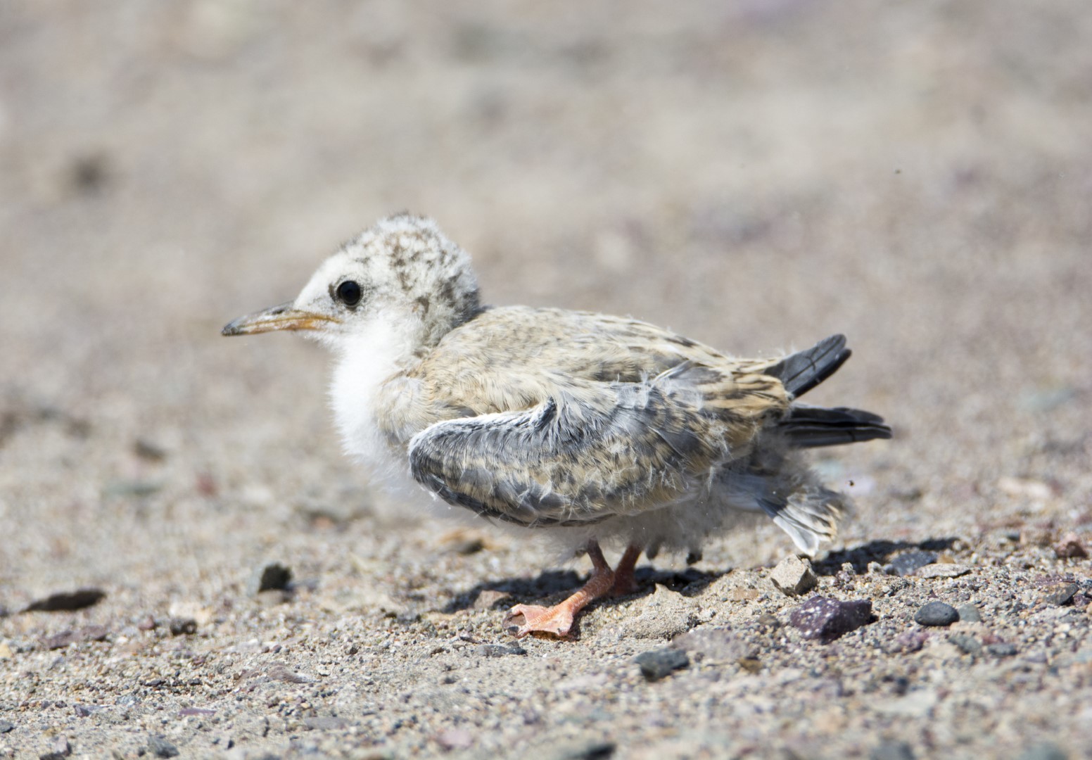 Peruvian Tern