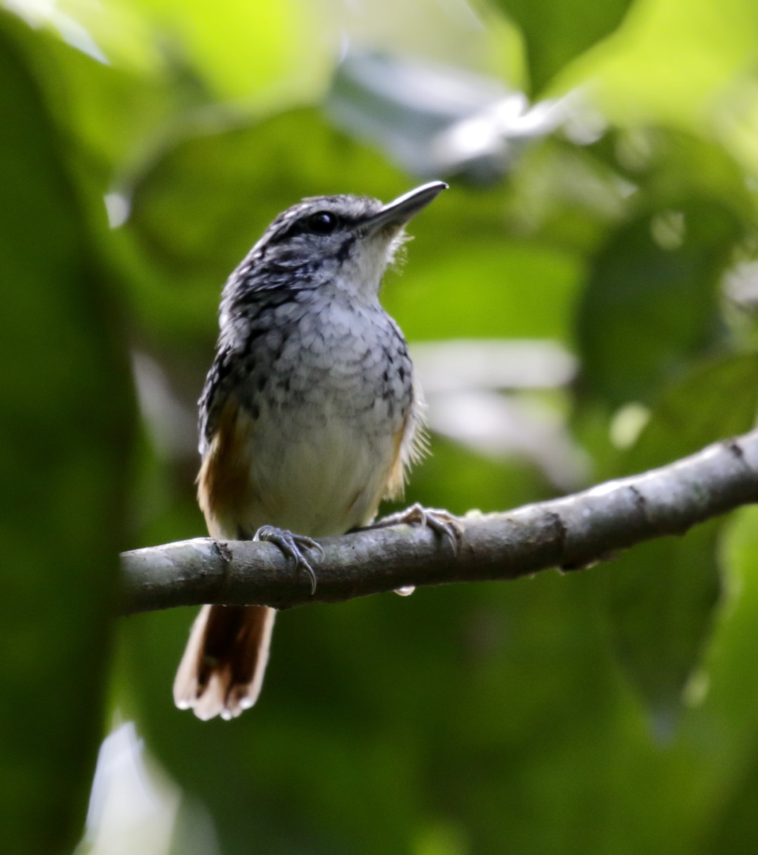 Peruvian Warbling-Antbird