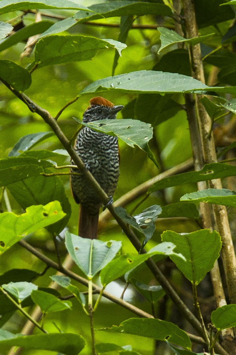 Peruvian Warbling Antbird