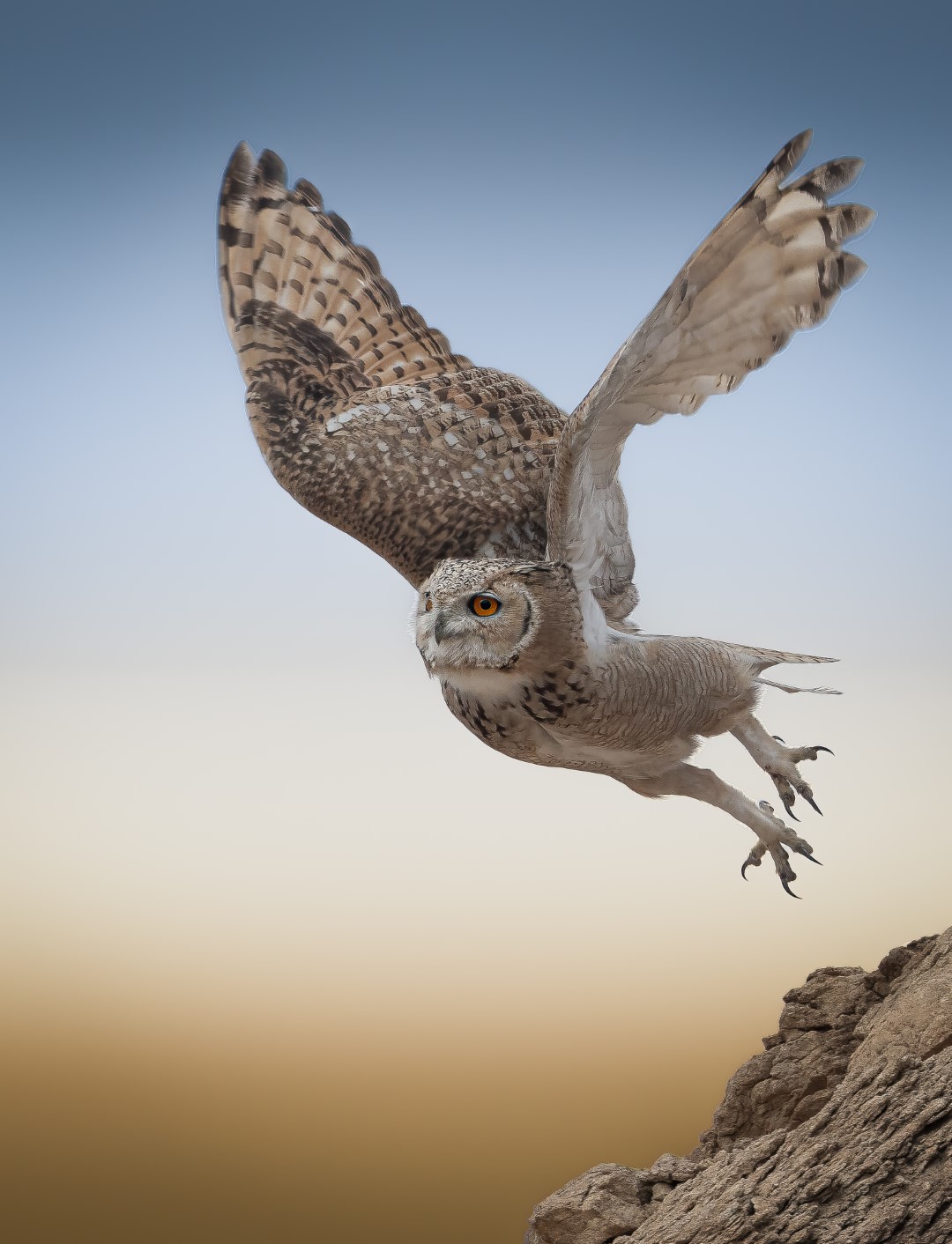 Pharaoh Eagle-Owl