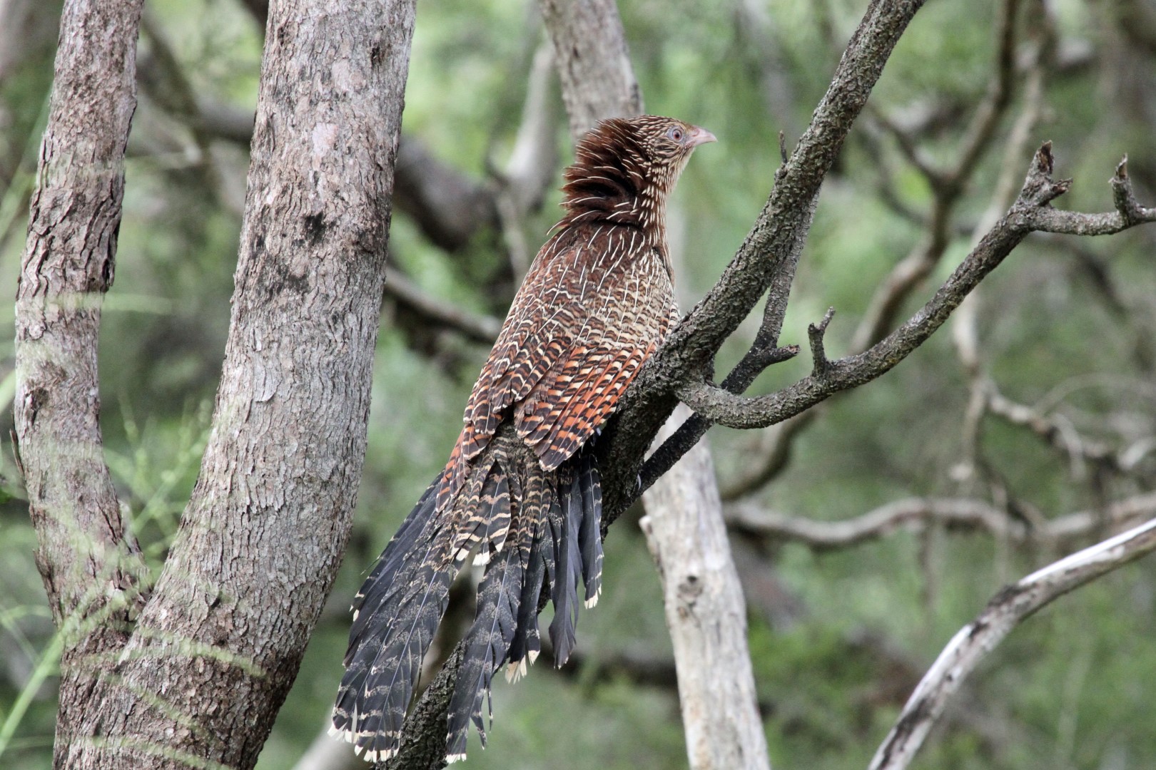 Pheasant Coucal