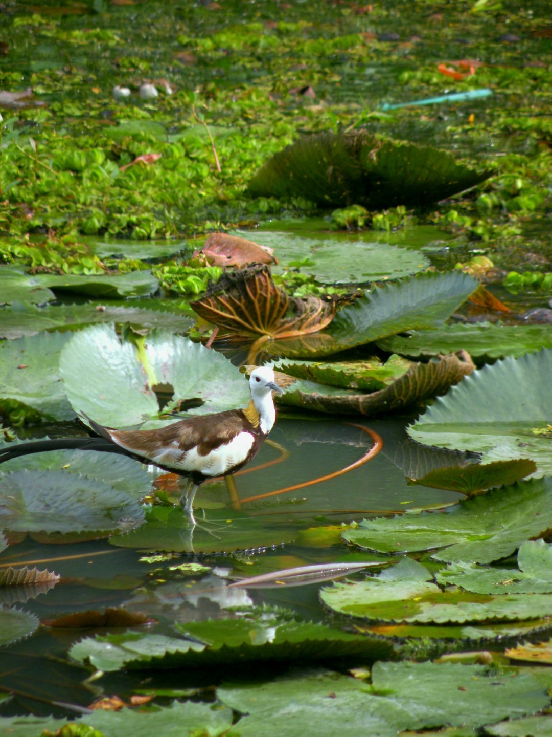 Pheasant-tailed Jacana
