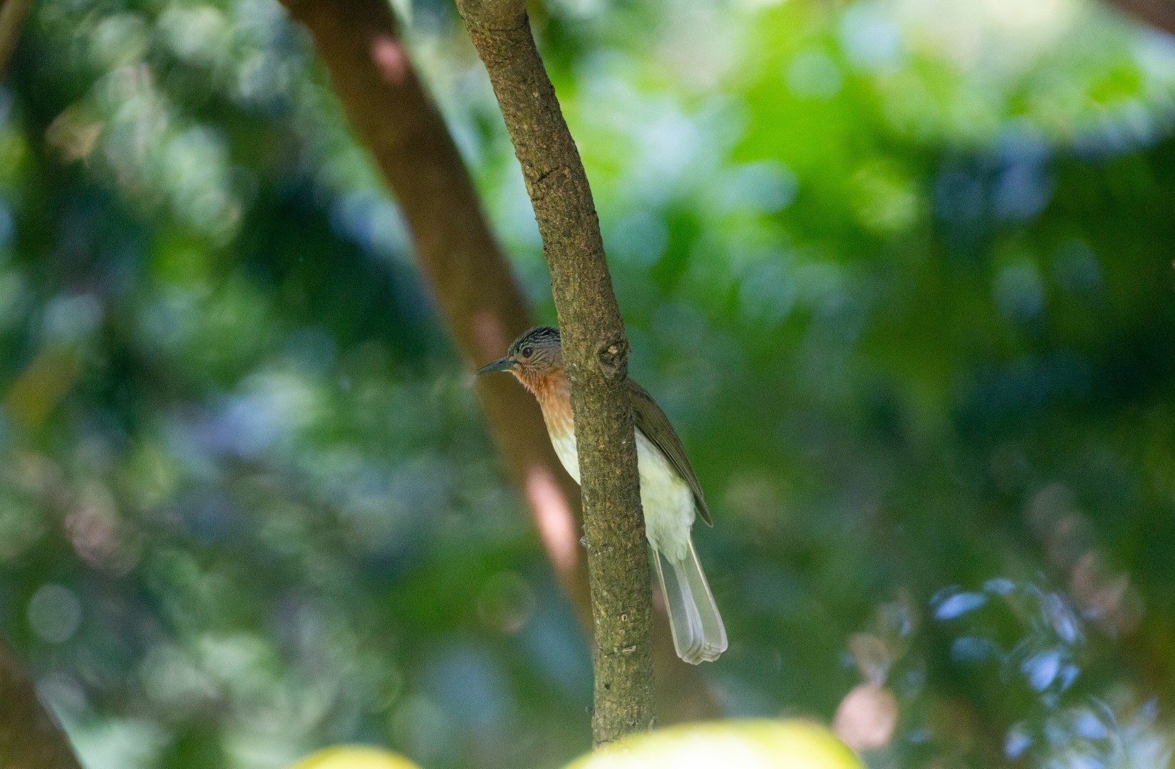 Philippine Bulbul
