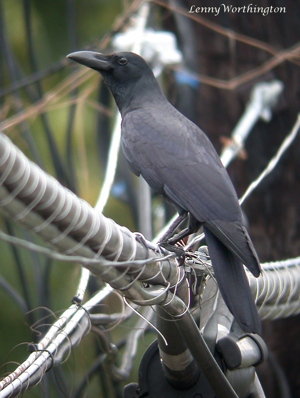 Philippine Crow