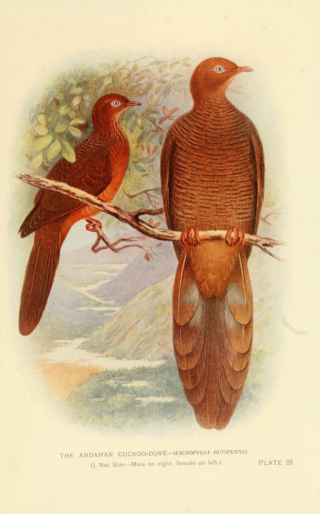 Philippine Cuckoo-Dove