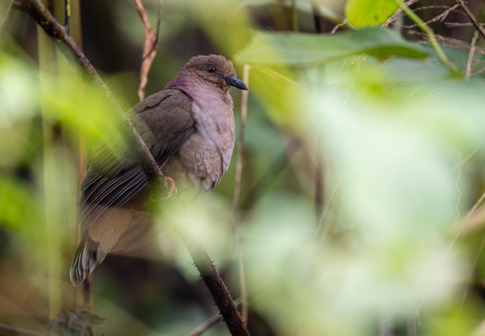 Philippine Cuckoo-Dove