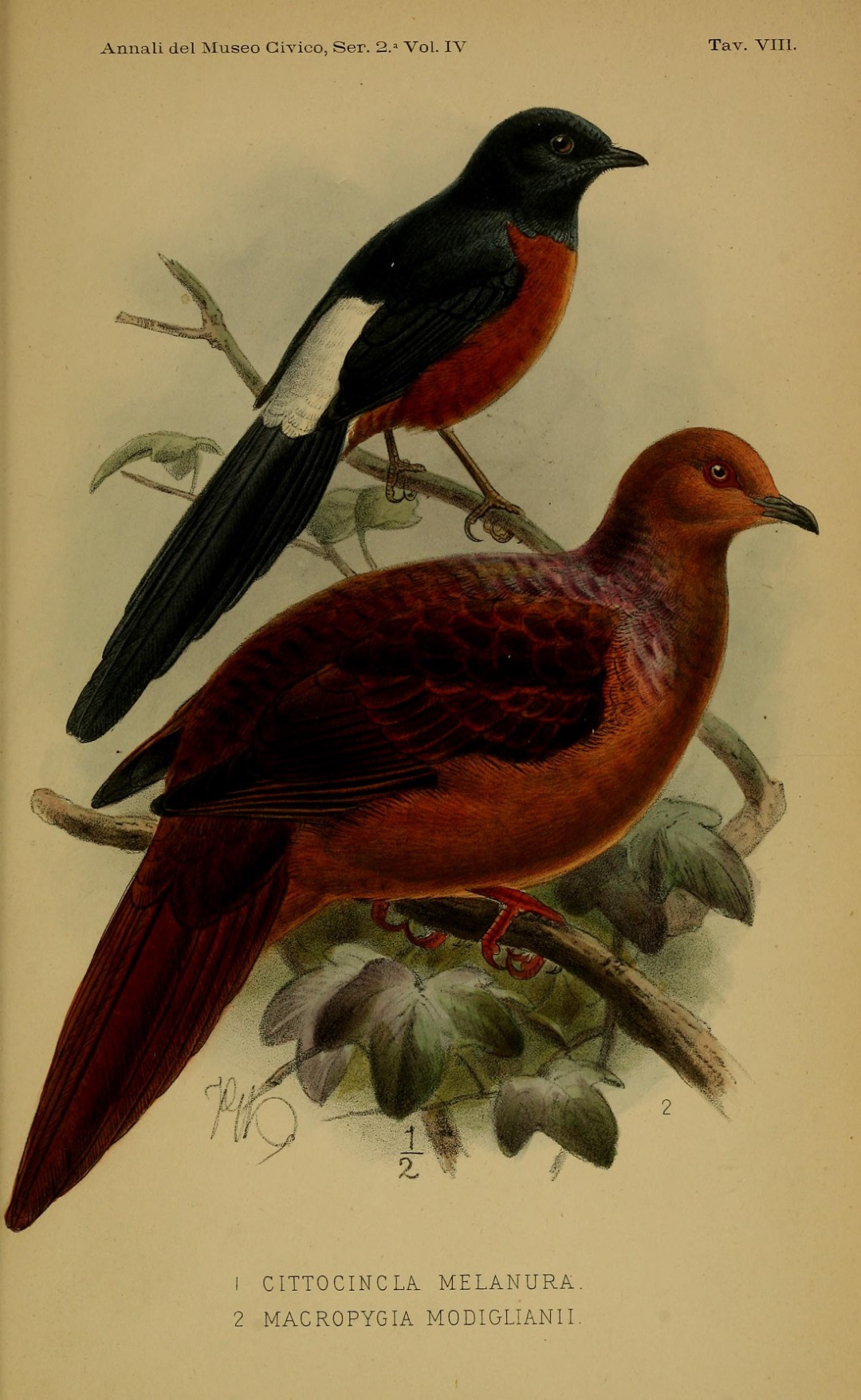 Philippine Cuckoo-Dove