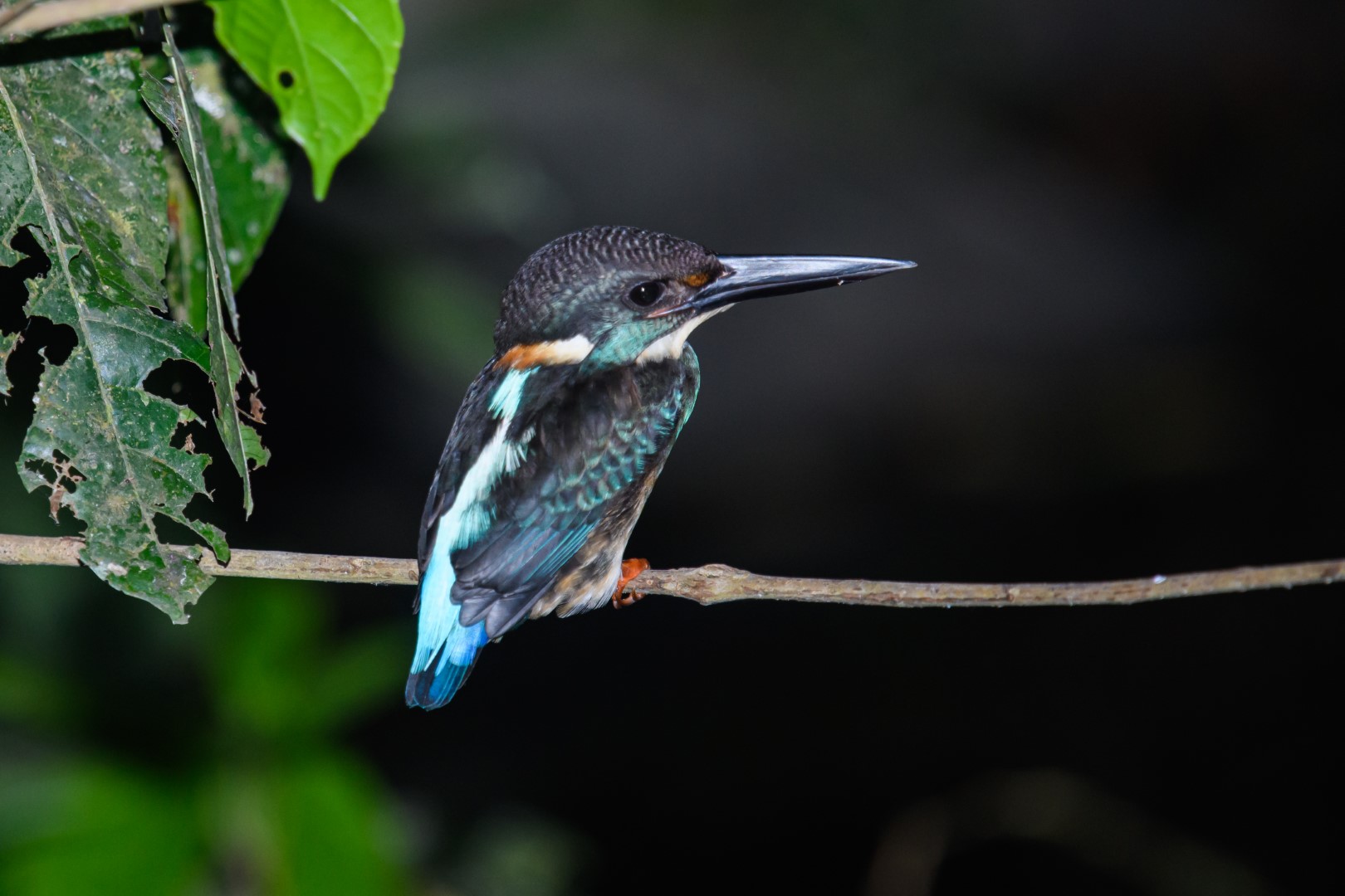 Philippine Dwarf Kingfisher