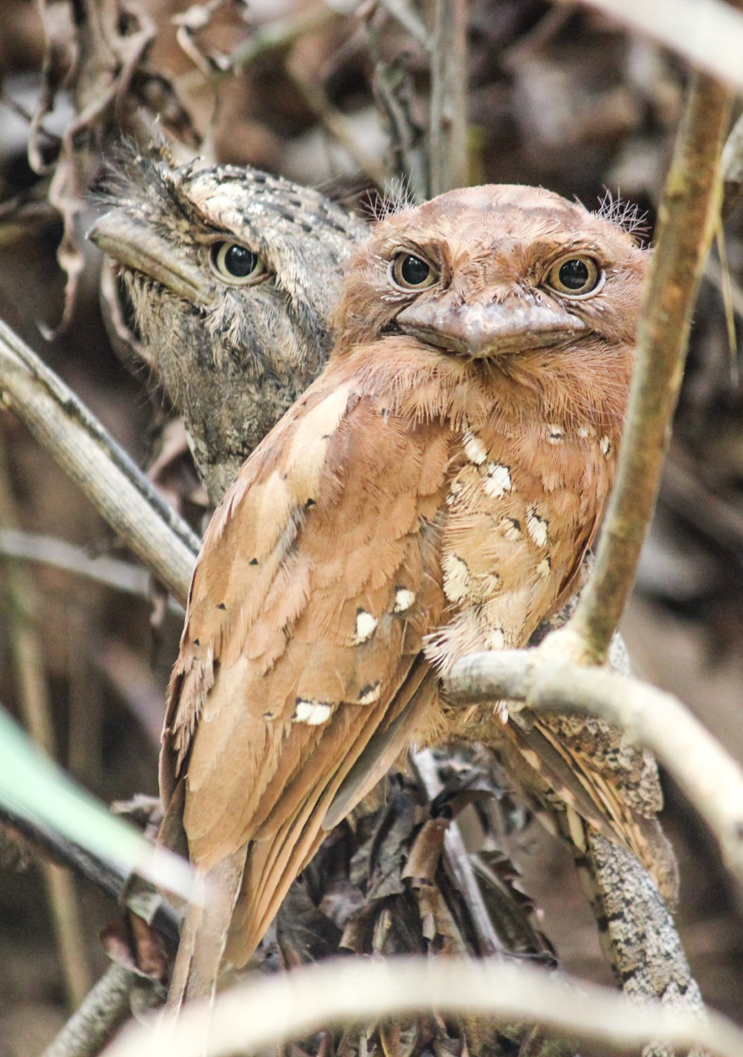 Philippine Frogmouth