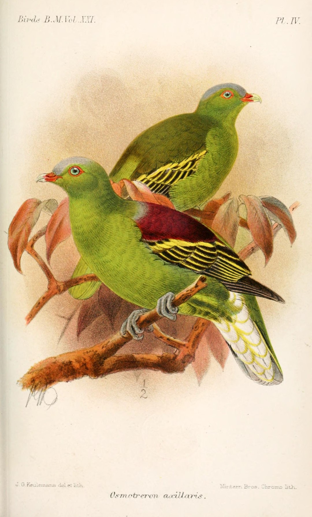 Philippine Green Pigeon