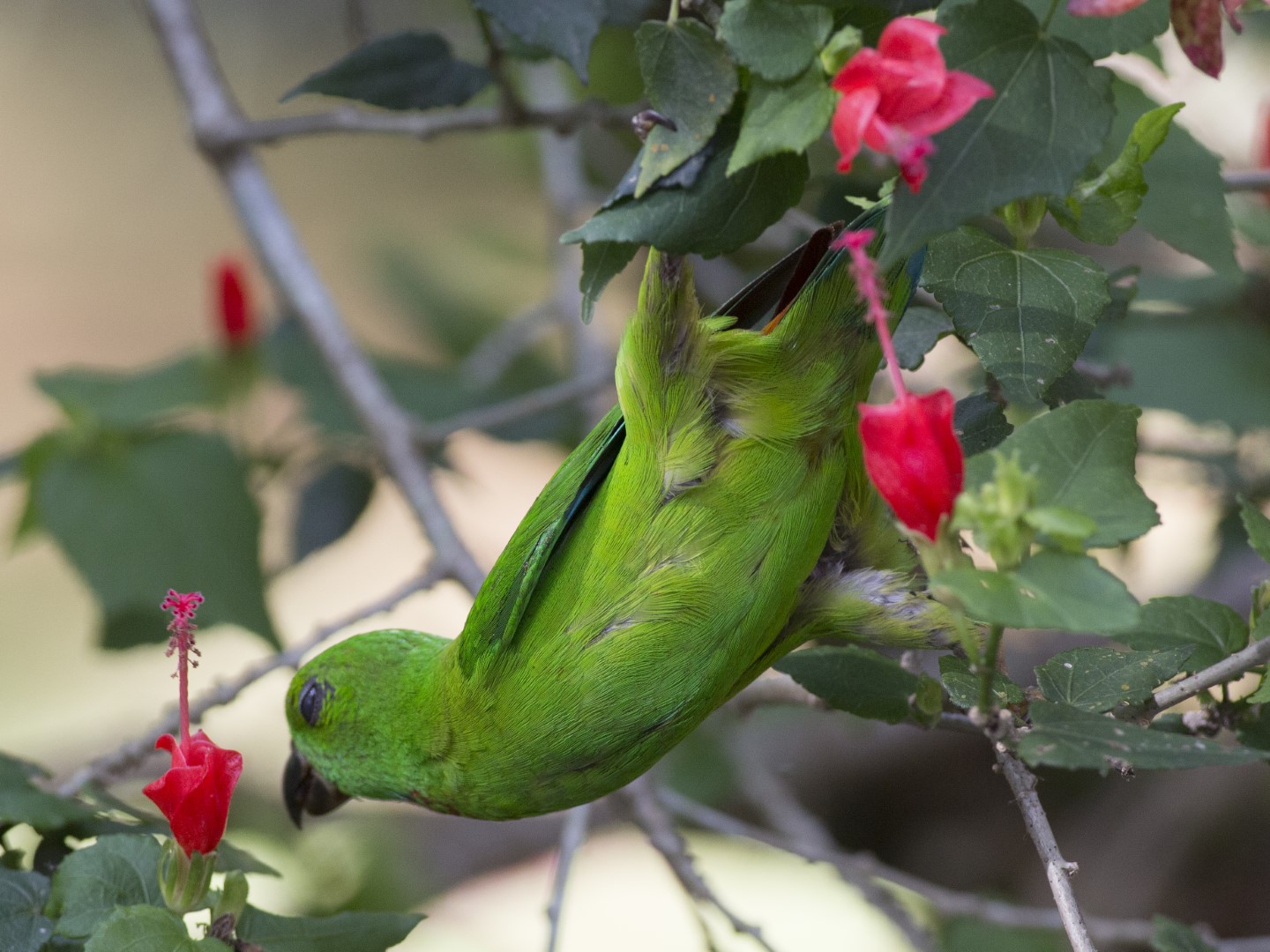Philippine hanging parrot