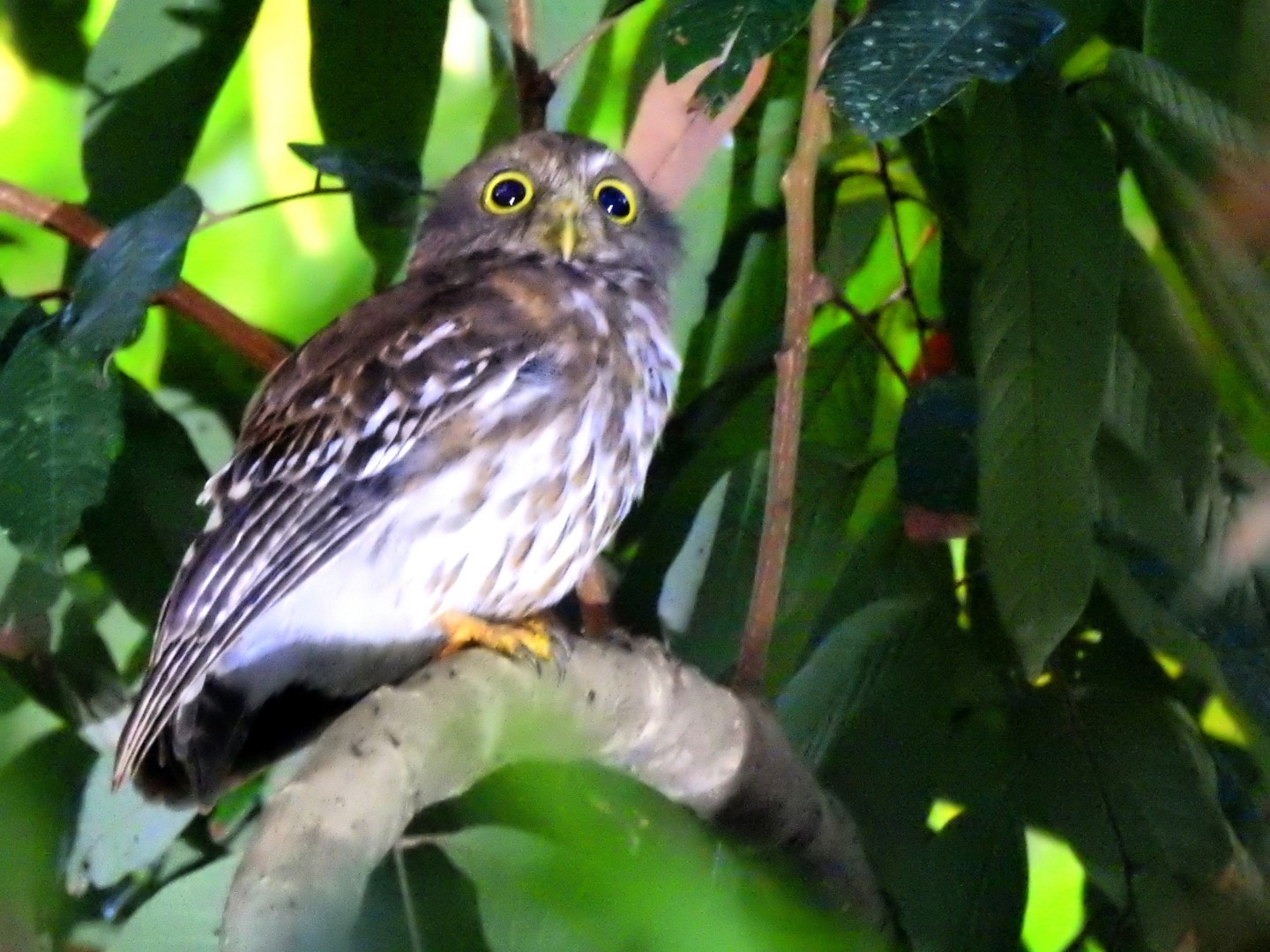 Philippine Hawk-Owl