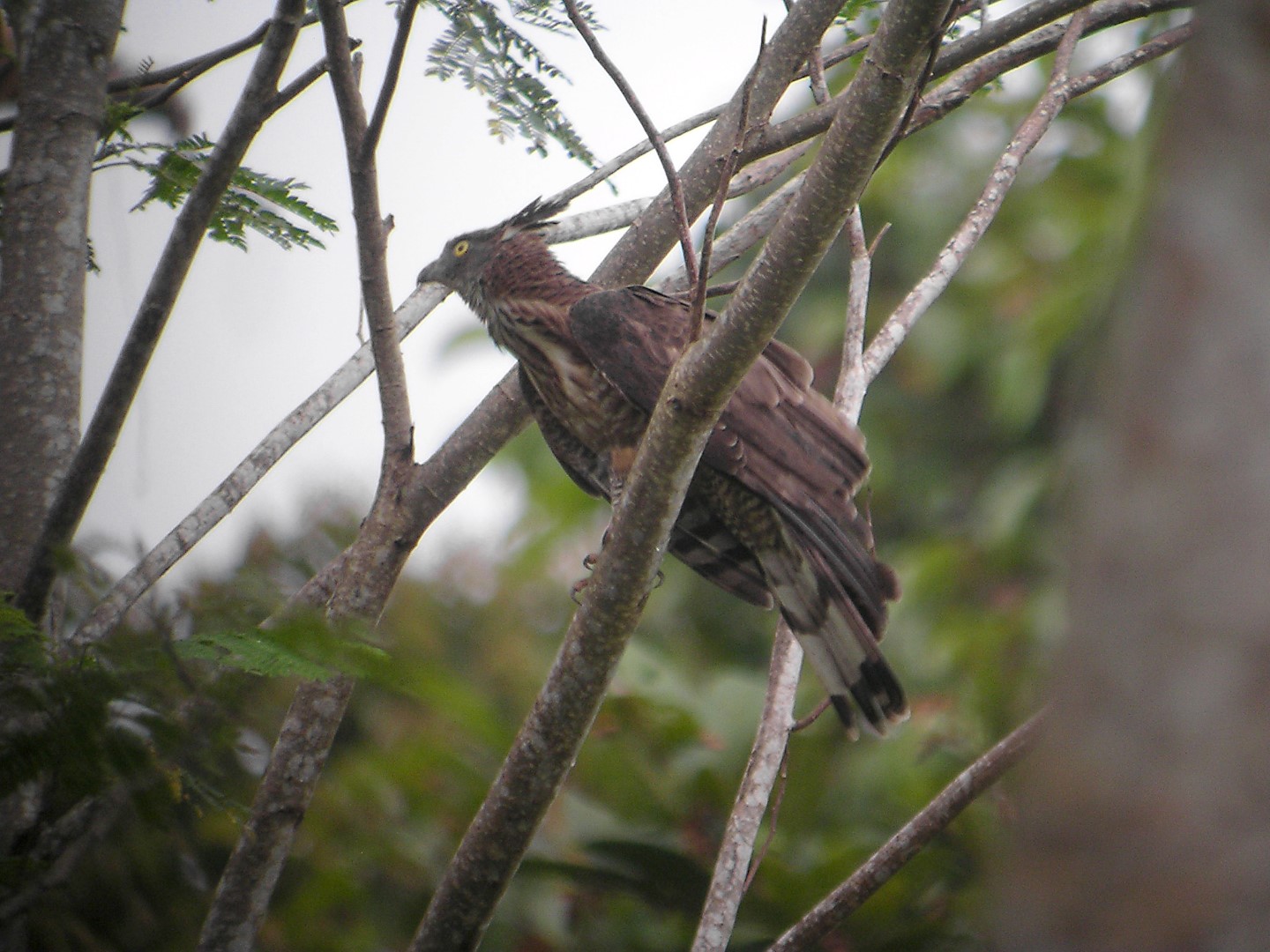 Philippine Honey Buzzard