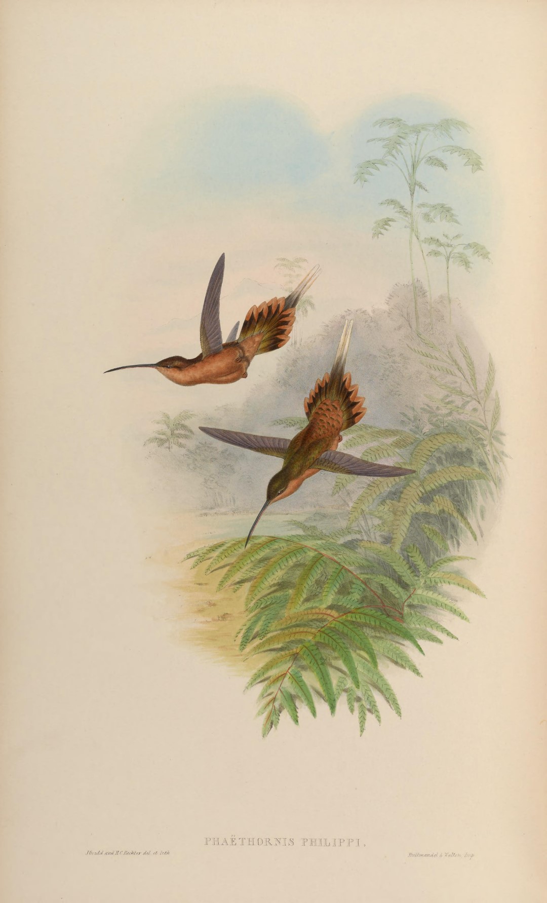 Philippine Needletail