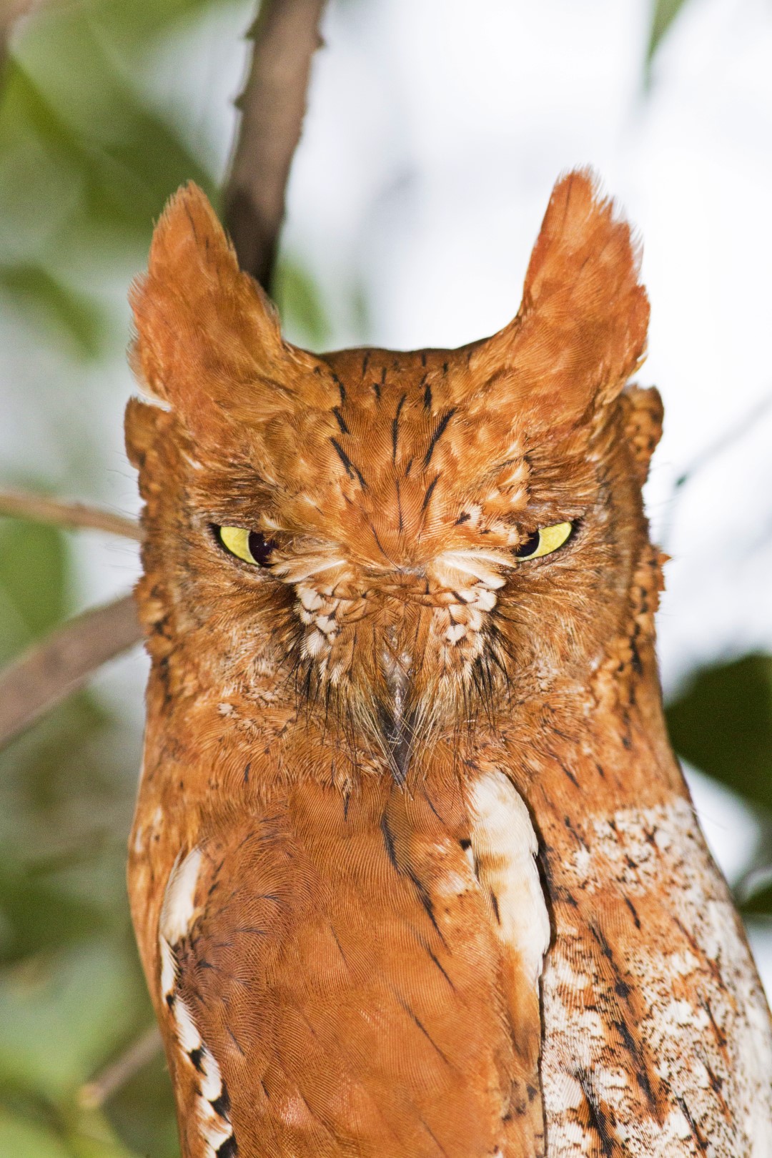 Philippine Scops Owl