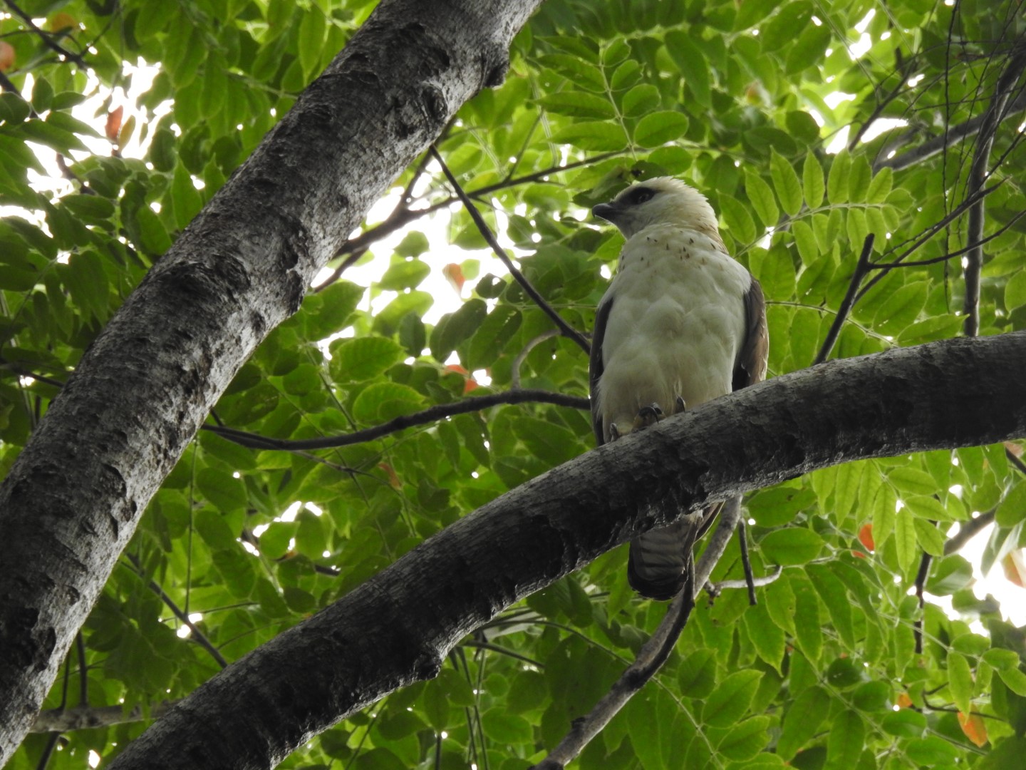 Philippine Serpent Eagle