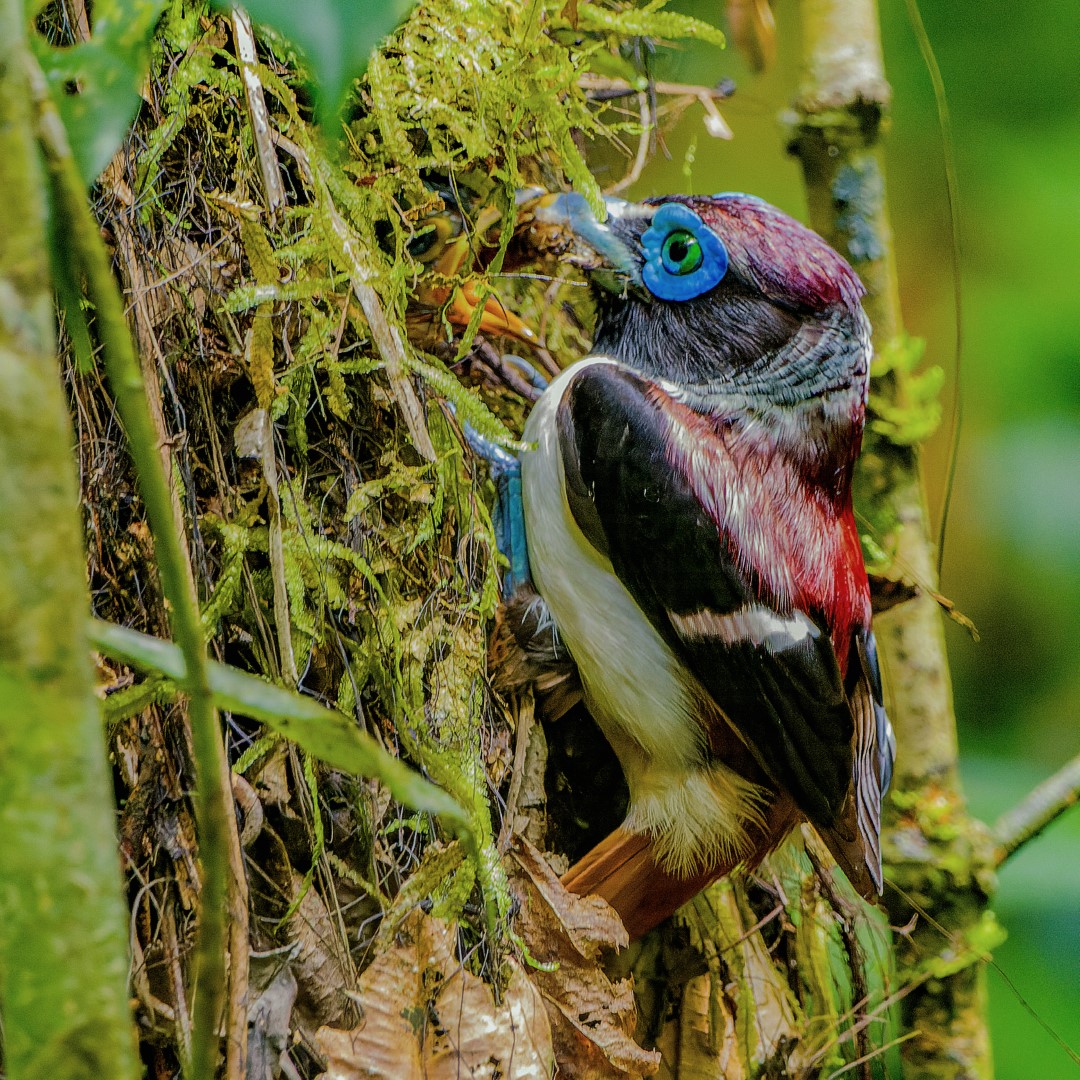 Philippine Trogon
