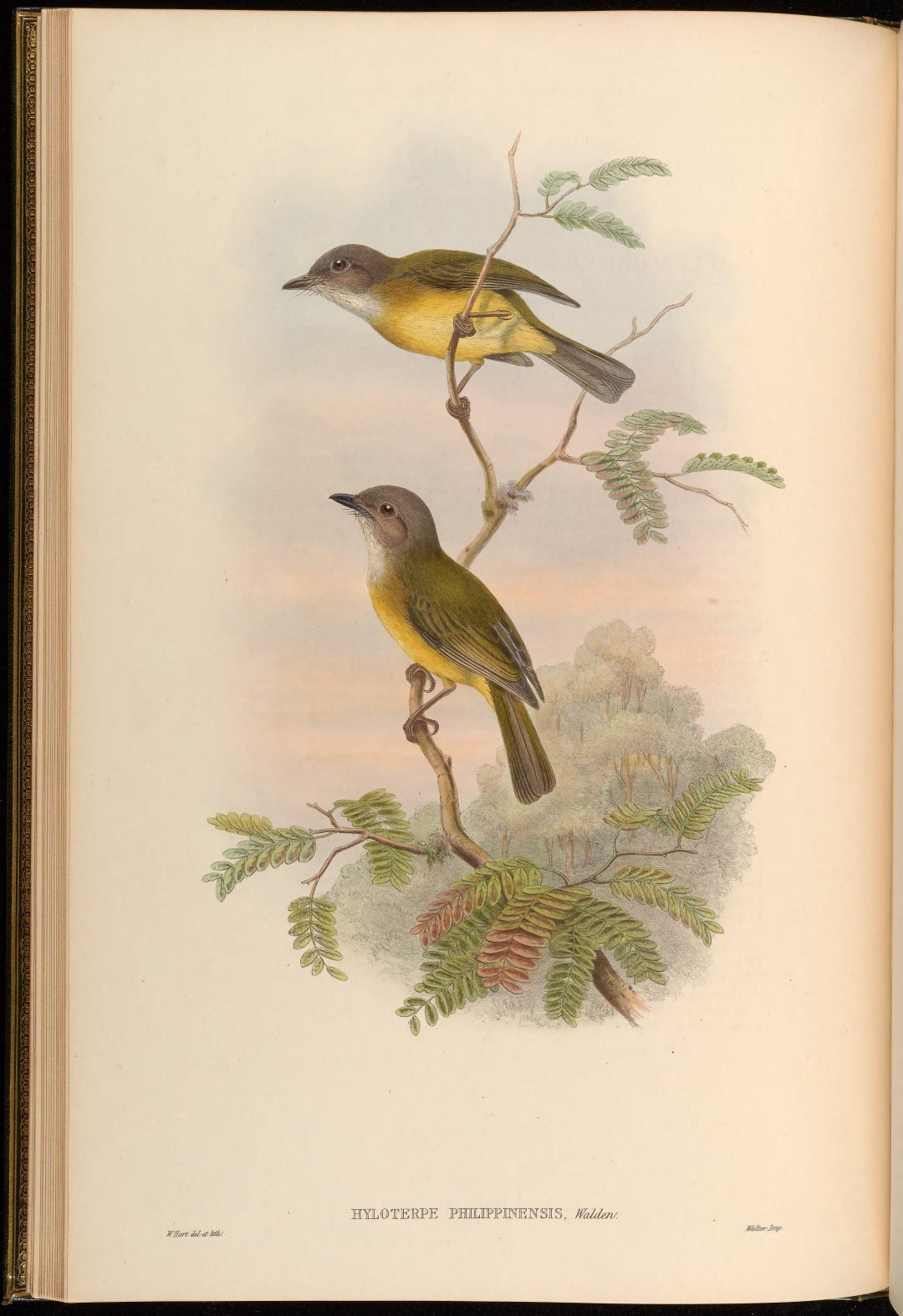 Philippine Whistler