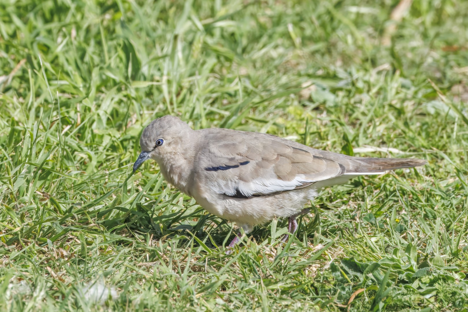Picui Ground Dove