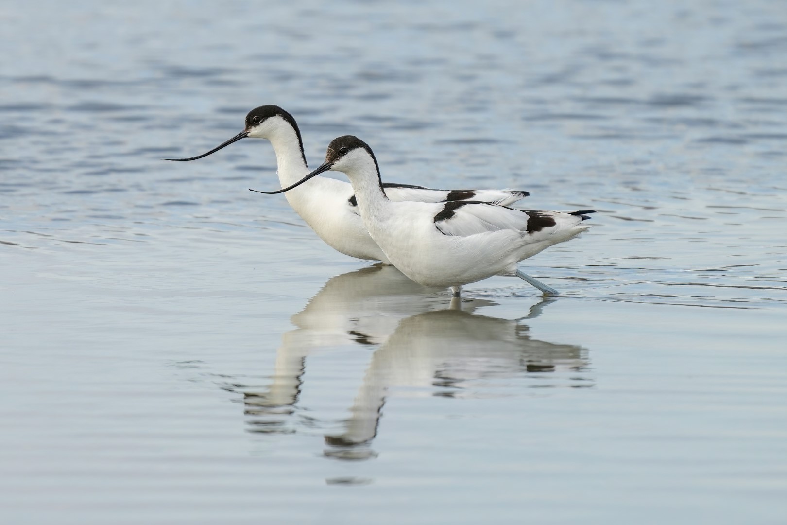 Pied Avocet