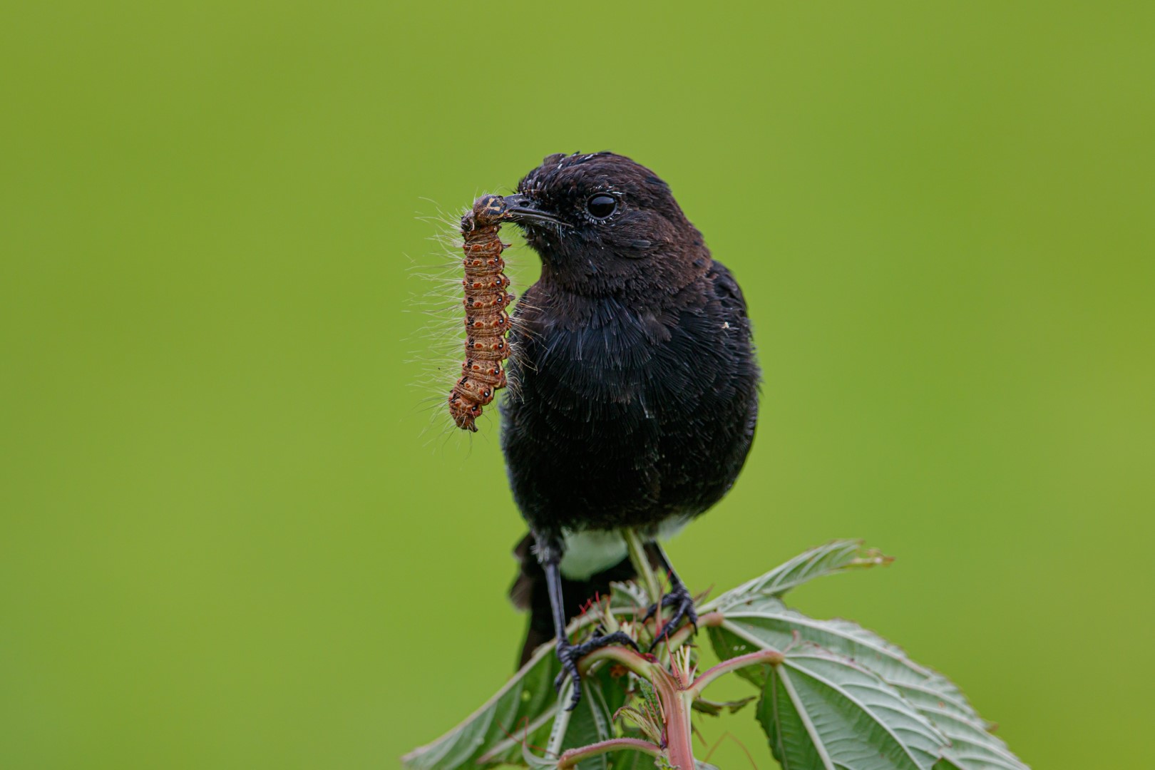 Pied Bush Chat
