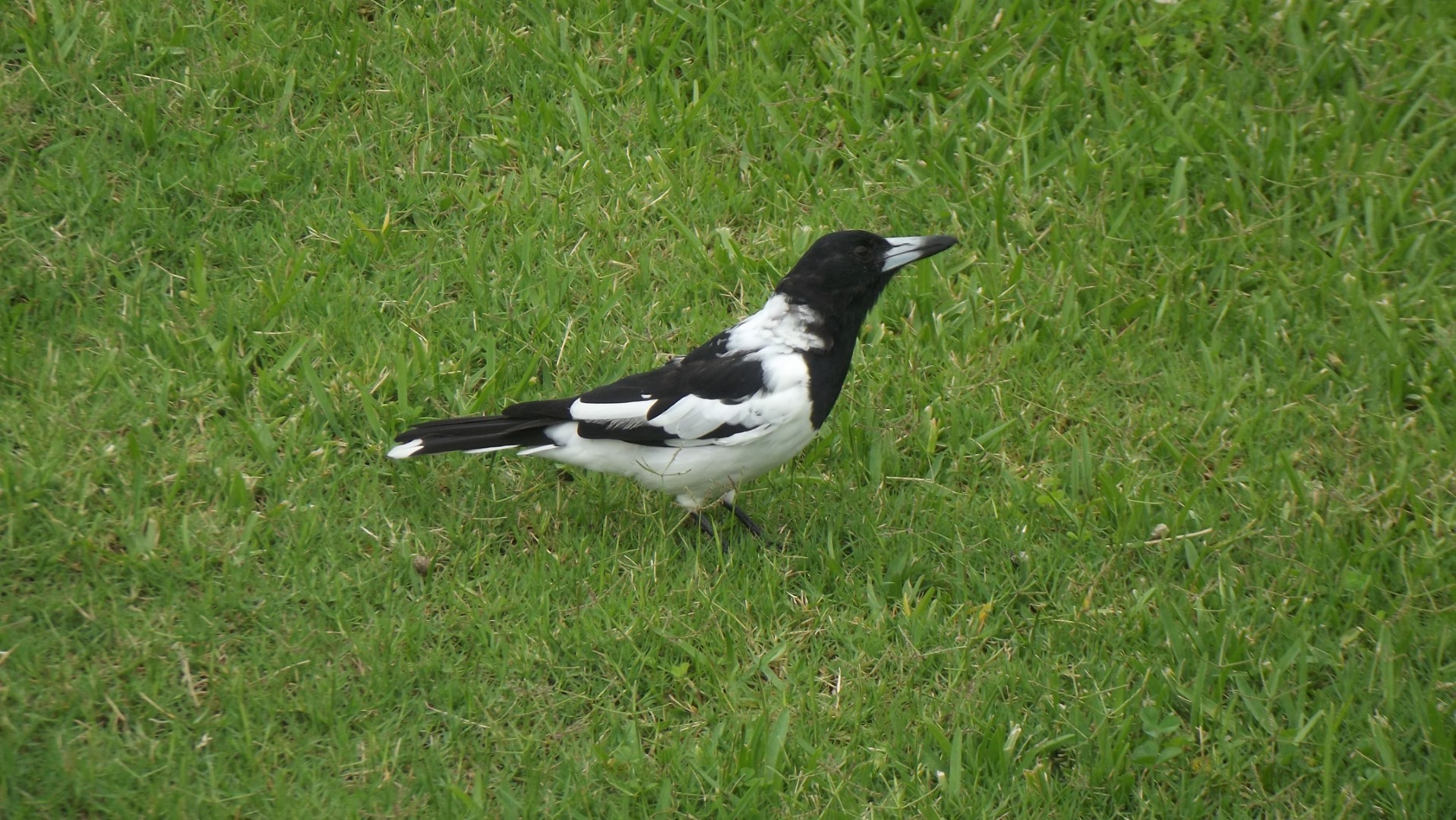 Pied Butcherbird