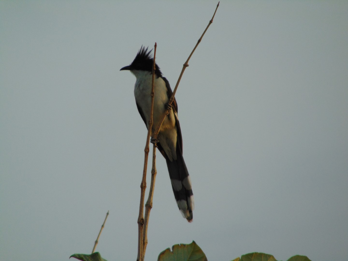 Pied Cuckoo