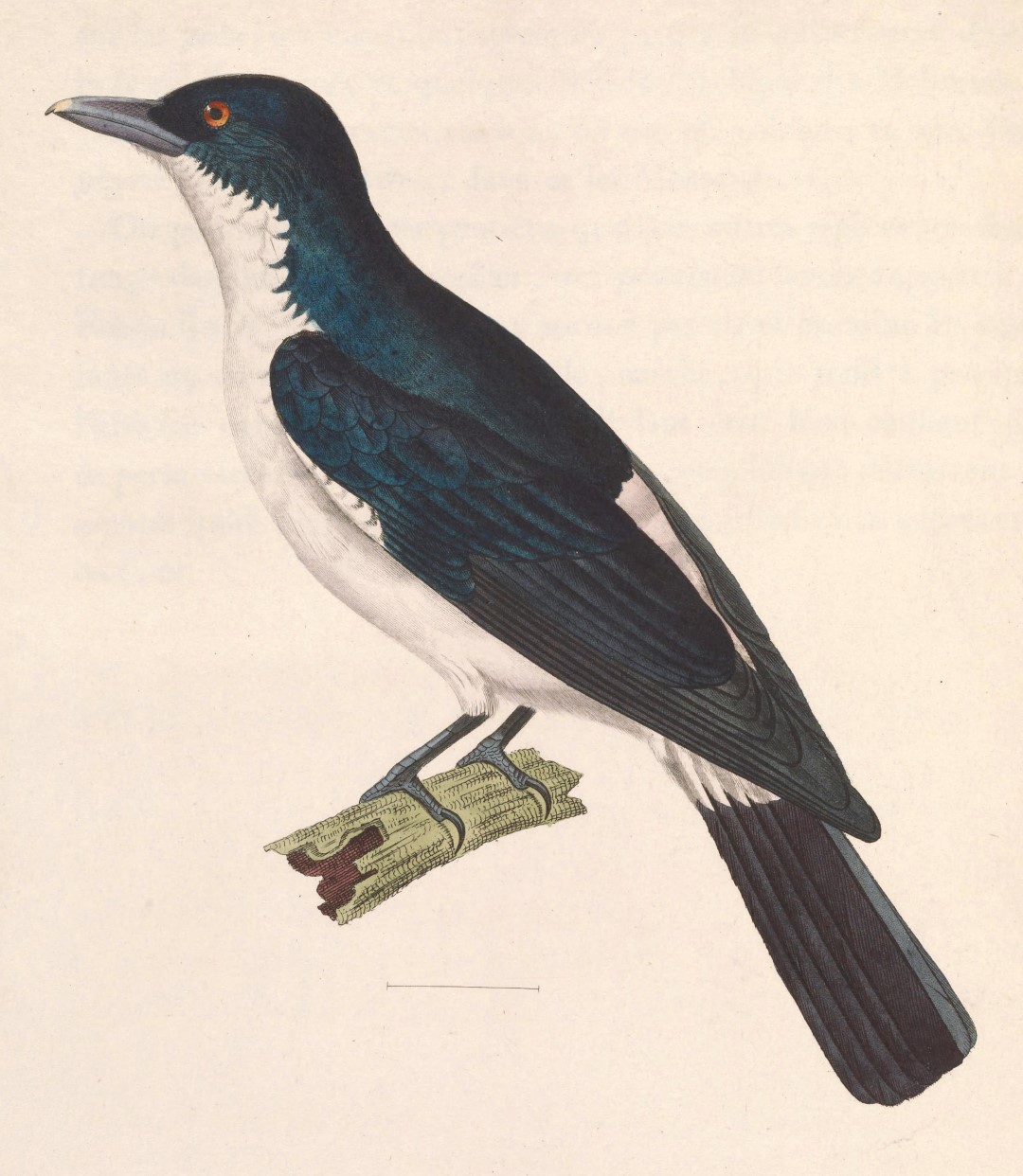 Pied Cuckooshrike
