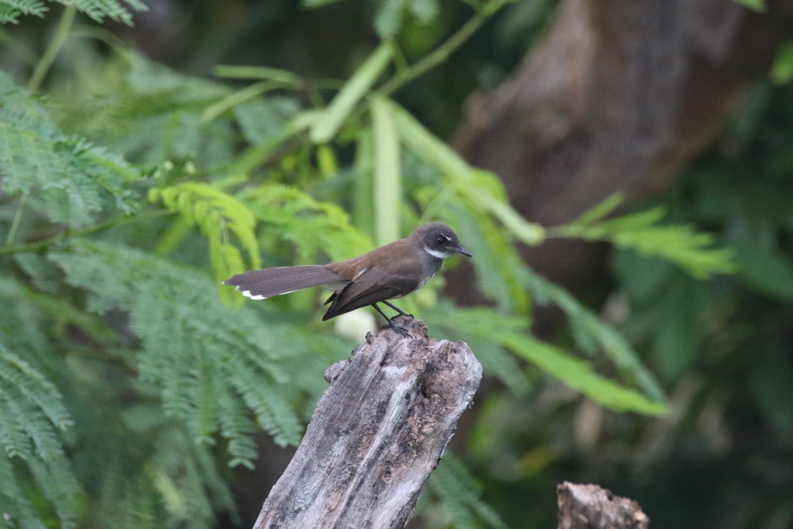 Pied Fantail