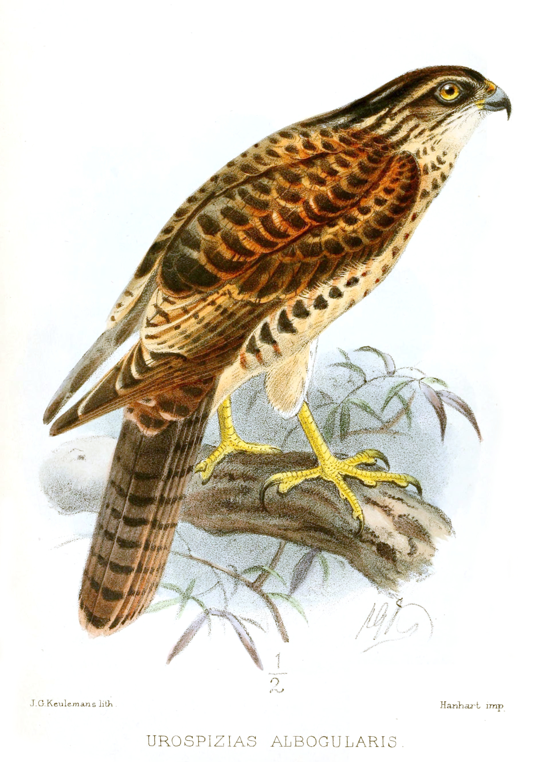 Pied Goshawk