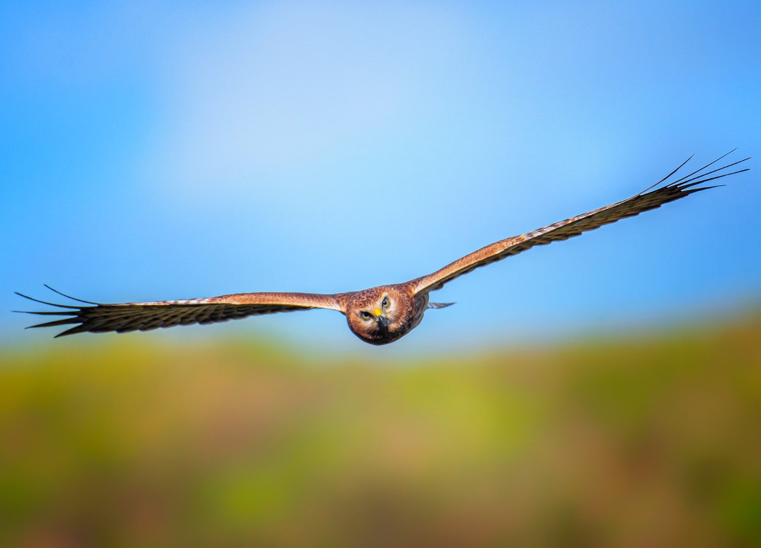 Pied Harrier