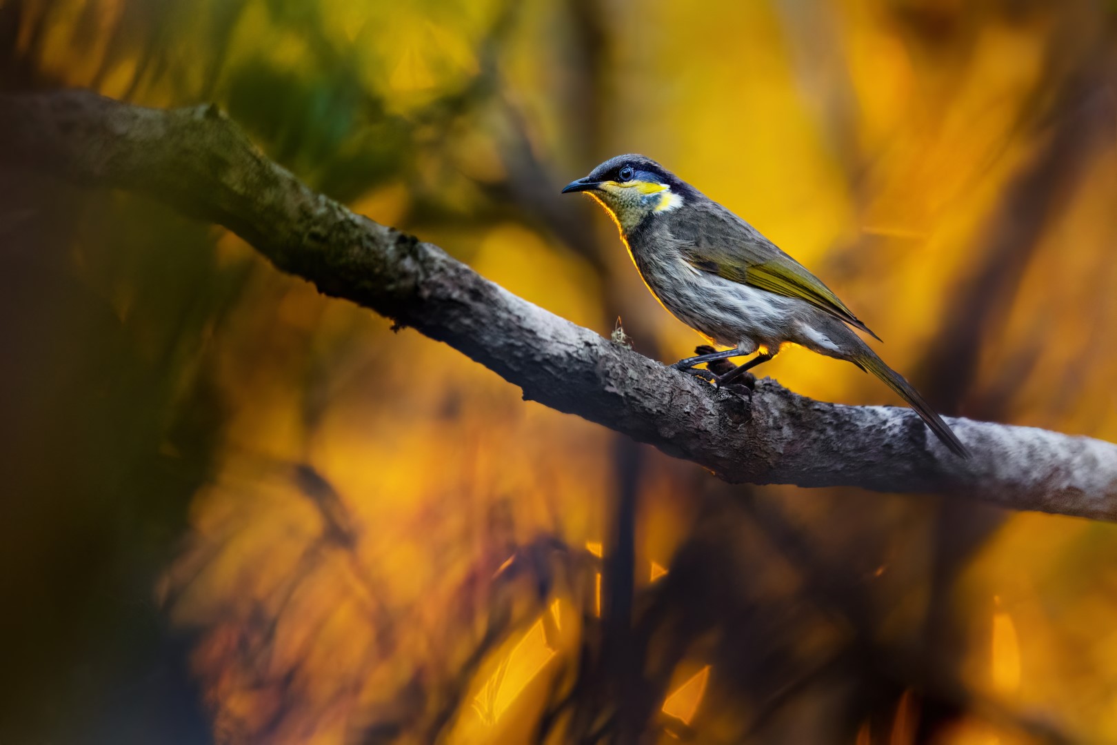 Pied Honeyeater