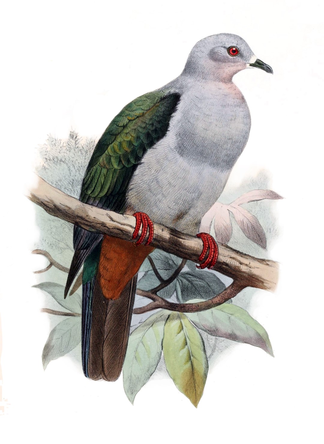 Pied Imperial Pigeon