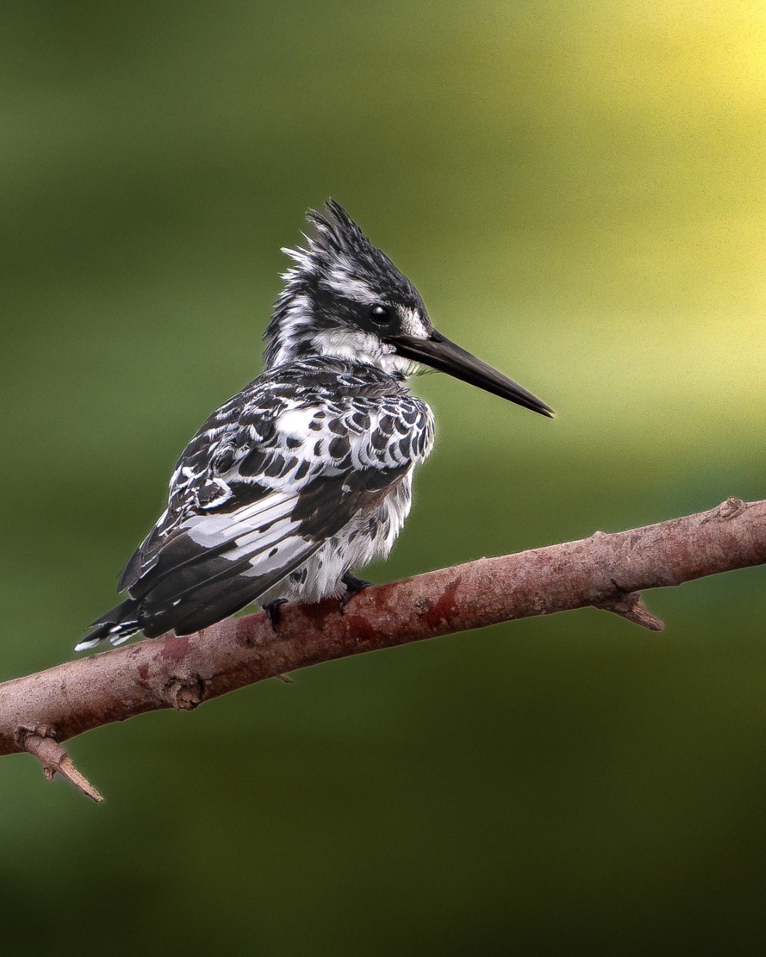 Pied Kingfisher