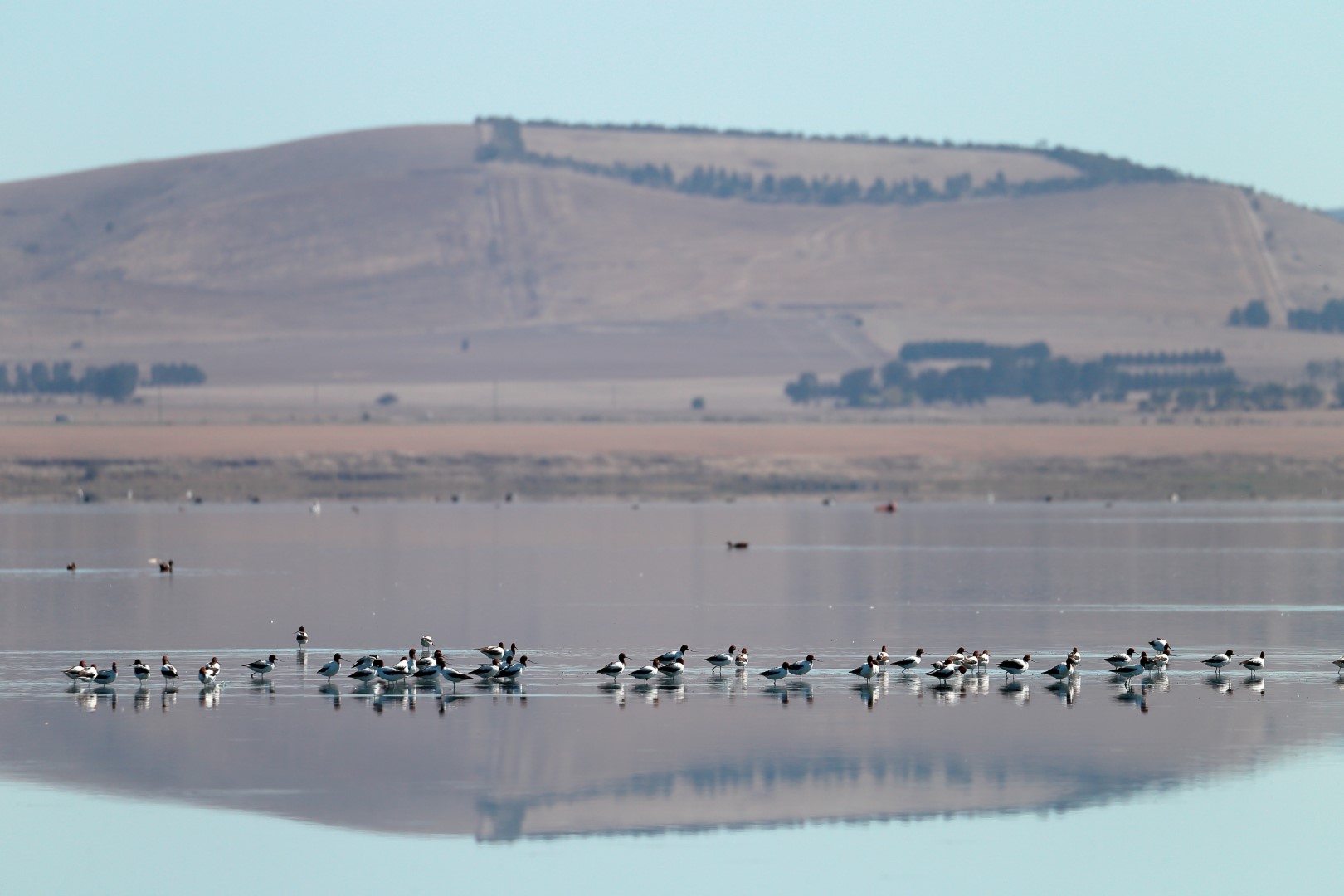 Pied Oystercatcher