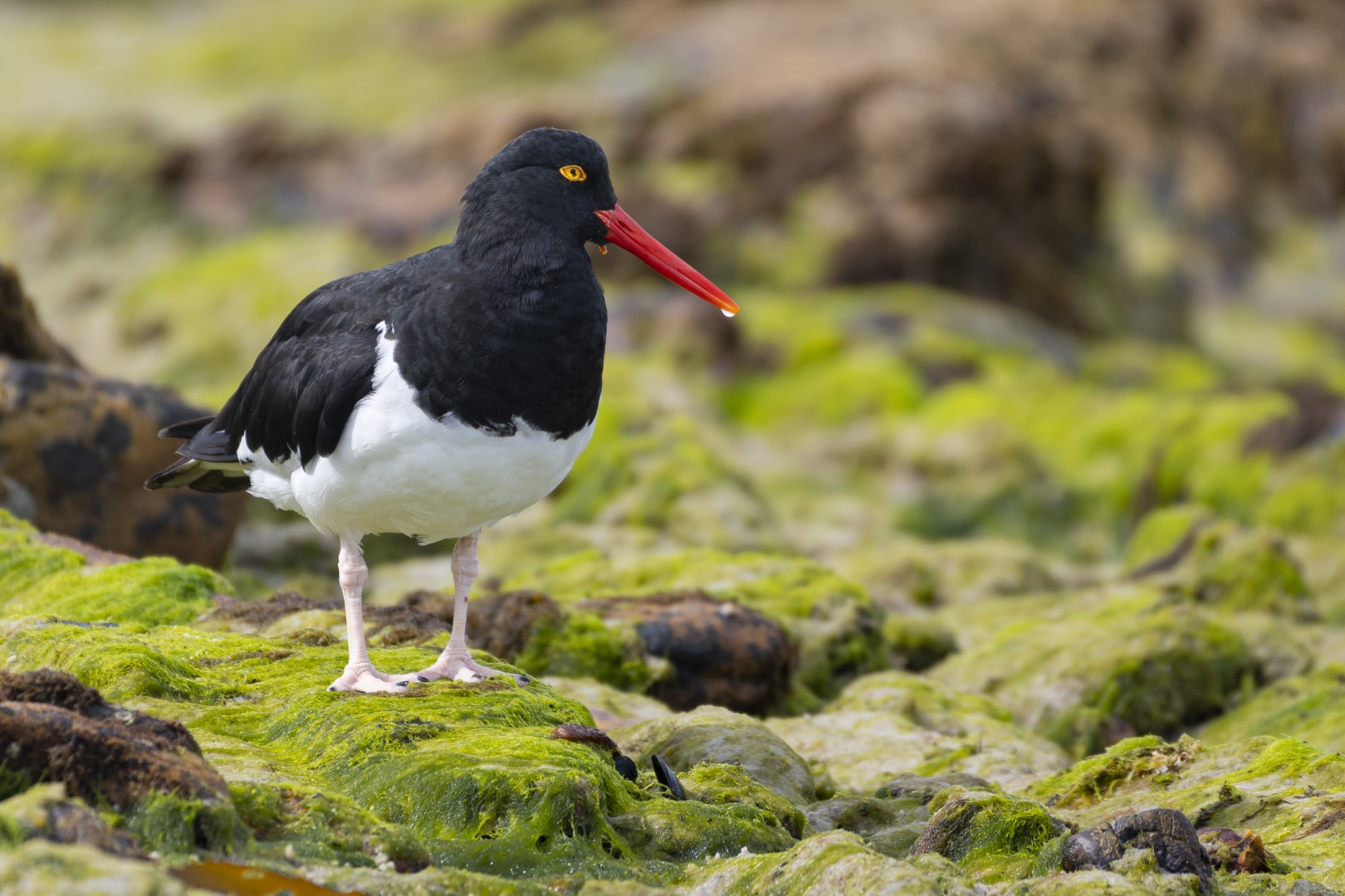 Pied Oystercatcher
