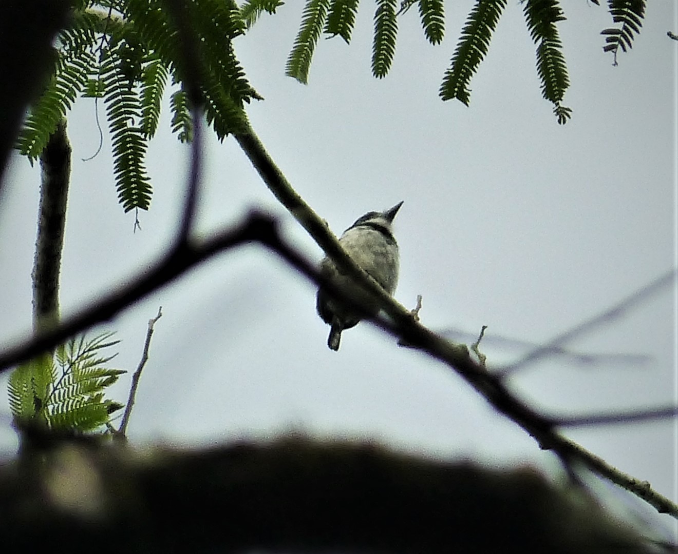 Pied Puffbird