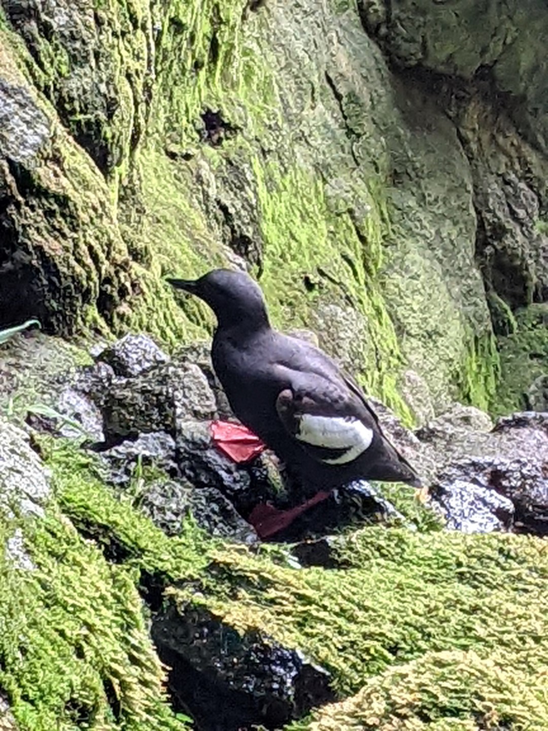 Pigeon Guillemot